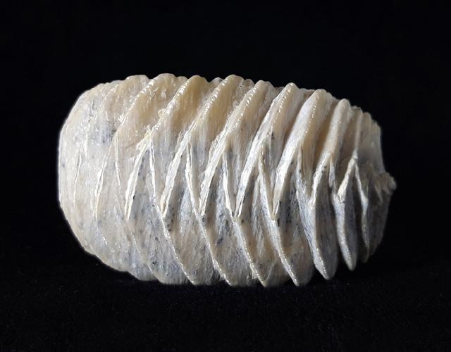 Agerostrea ungulata (SCHLOTHEIM 1813) - Bild © FossNet FossilienStore